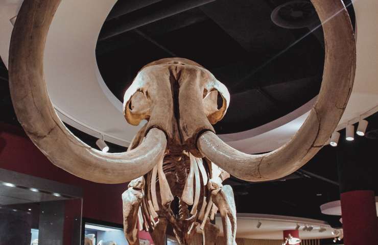 Ritrovamento ossa mammut Michigan campo soia 2015