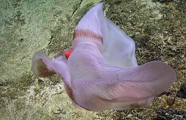 Medusa Deepstaria avvistata Oceano Pacifico