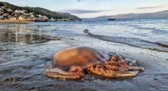 La scoperta a riva: la medusa è gigante e fa paura