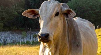 La mucca che vale più di 4 milioni di euro: scopri perché