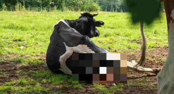 I contadini sono increduli quando la loro mucca partorisce: nessuno se lo aspettava