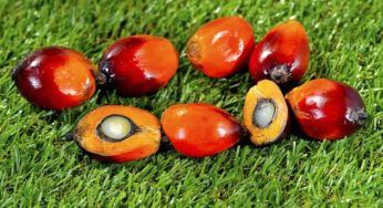 Olio di palma “sostenibile”: la realtà è ben diversa e purtroppo c’entra la deforestazione