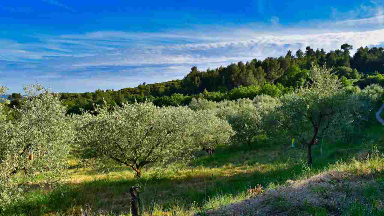 Uliveti Puglia attacchi criminalità danneggiamento alberi