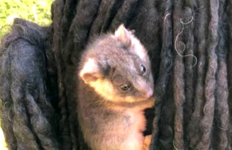 Un cucciolo fa gridare all'orrore, il video dell'animale