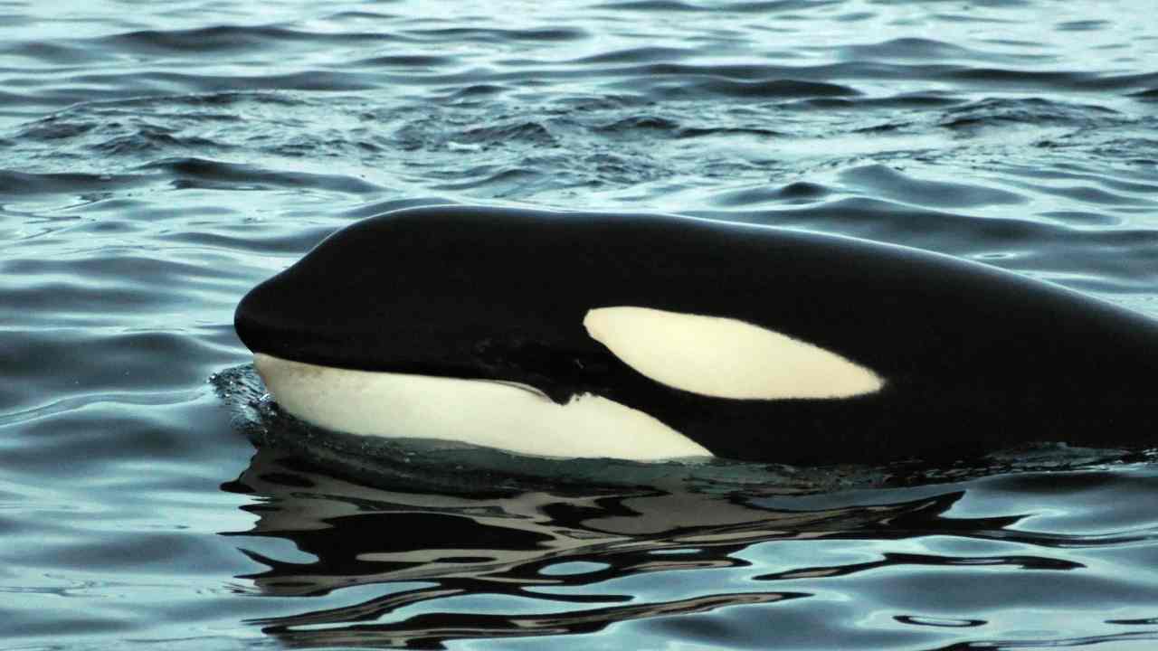 Come sopravvivere ad un'orca assassina: i consigli da non perdere
