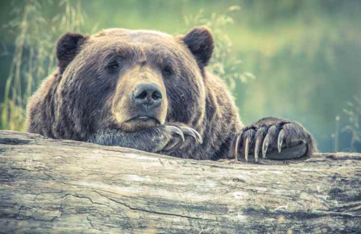 Mamma getta figlia gabbia orso