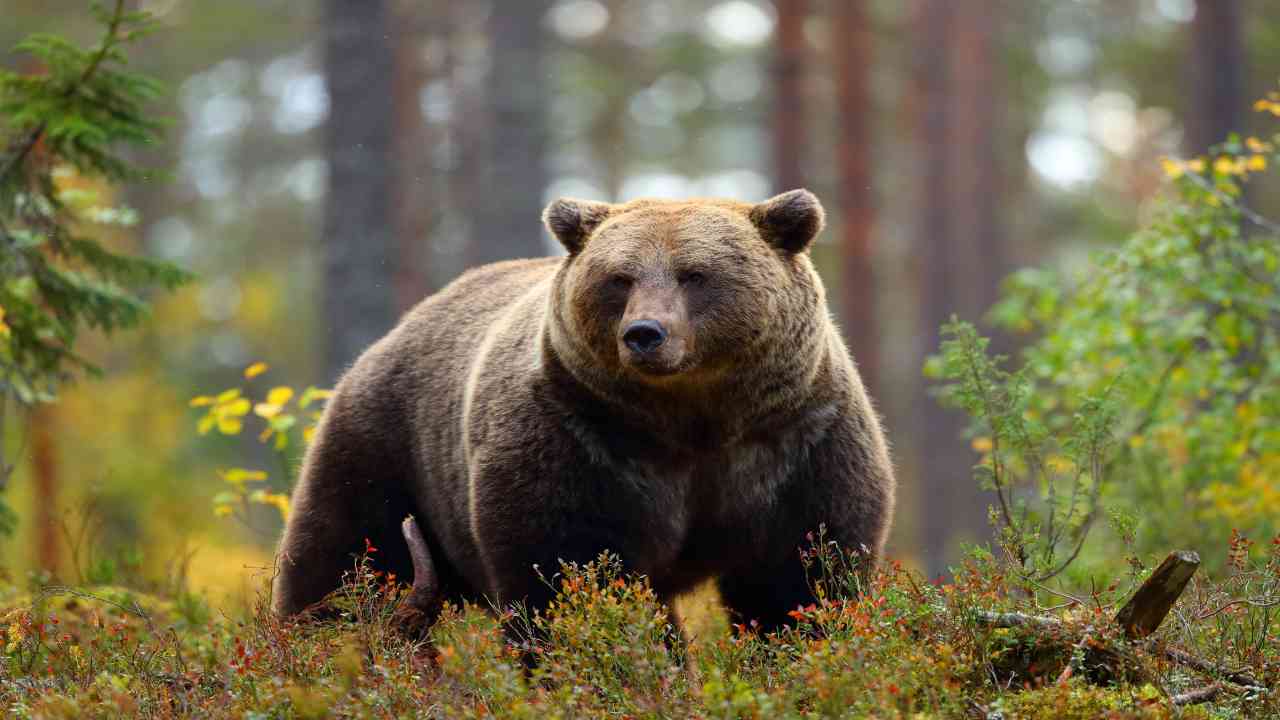 Roncone Trentino aggrediti orsa cacciatori