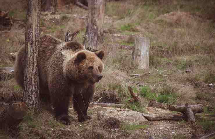 Orso bruno 