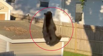 Dopo aver rubato cibo e terrorizzato il quartiere, l’enorme orso cade dal suo nascondiglio – VIDEO