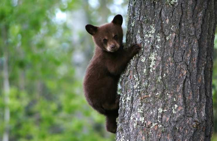 Accolgono un orso