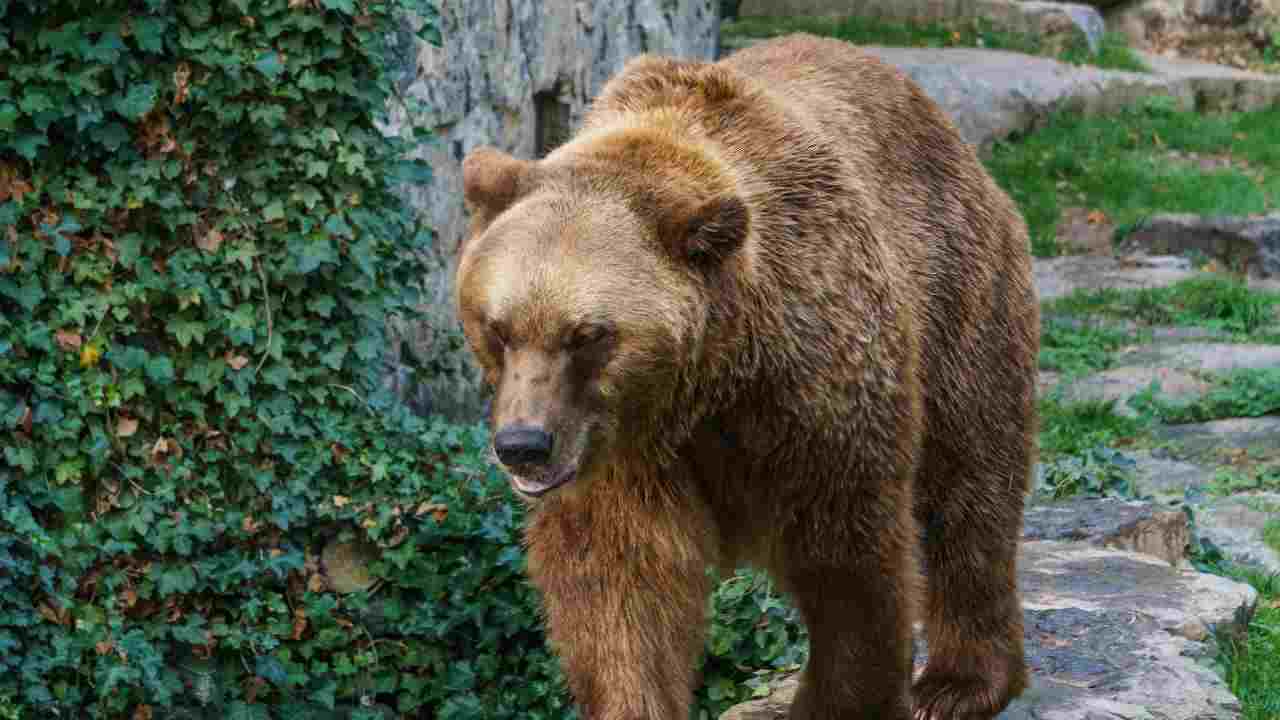 Uzbekistan madre orso figlia