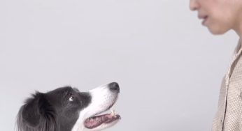 Il momento esatto nel quale il cucciolo capisce che il suo padrone ha un brutto male – VIDEO