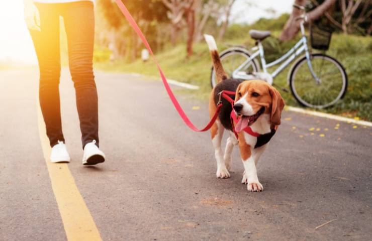 Per le passeggiate in estate con il cane meglio fare così