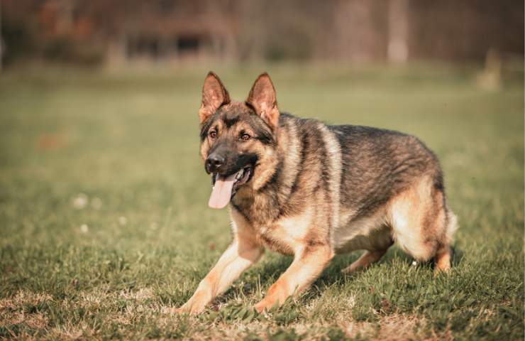 Cane poliziotto inizia ad abbaiare contro l'albero per un motivo agghiacciante