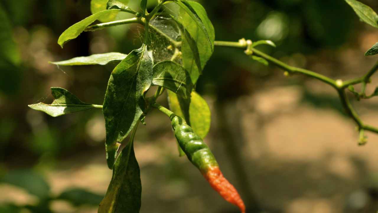 Peperoncino come coltivarlo casa