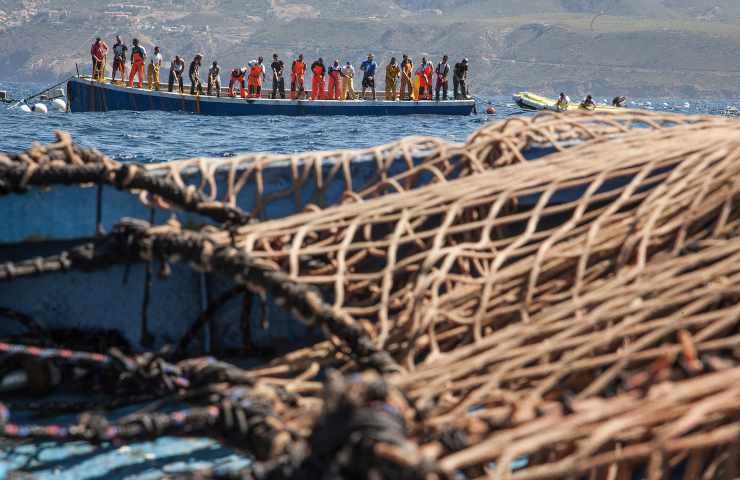 Provenienza metodo pesca tonni scelta sostenibile