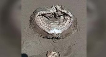 Scoperta strano animale marino: identificata la creatura