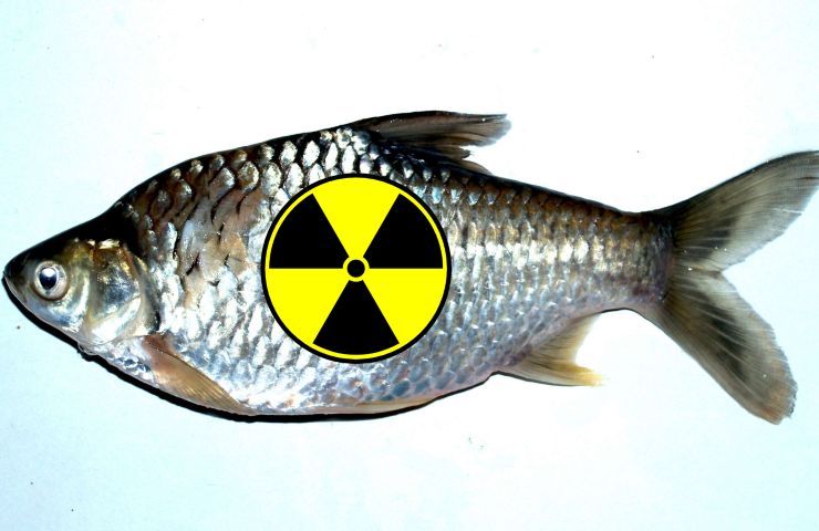 pesce radiazioni