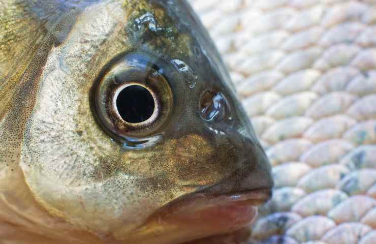 Puglia pescato pesce fieto