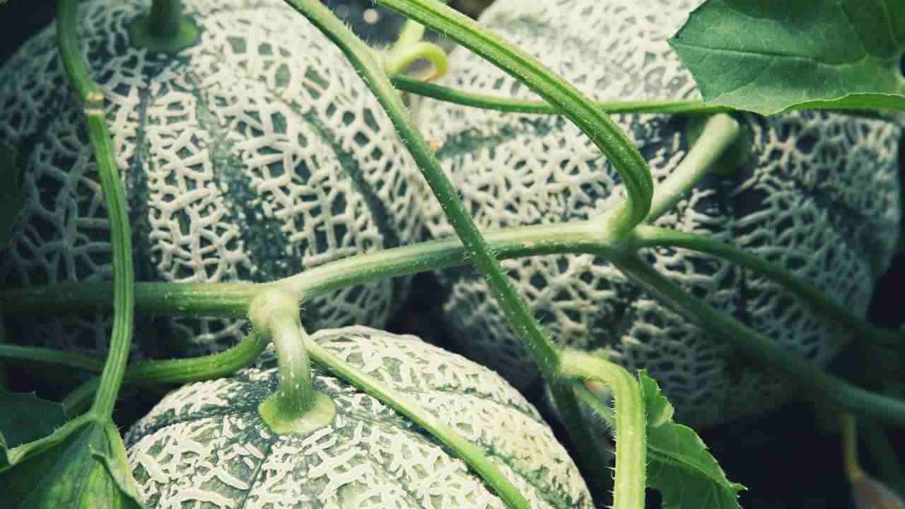 Meloni angurie piante orto consigli