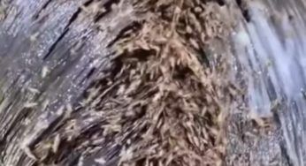 Ha troppi pidocchi in testa, l’immagine è ripugnante. Come ha fatto a ridursi cosi FOTO