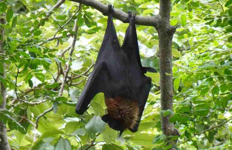 Pipistrello a terra