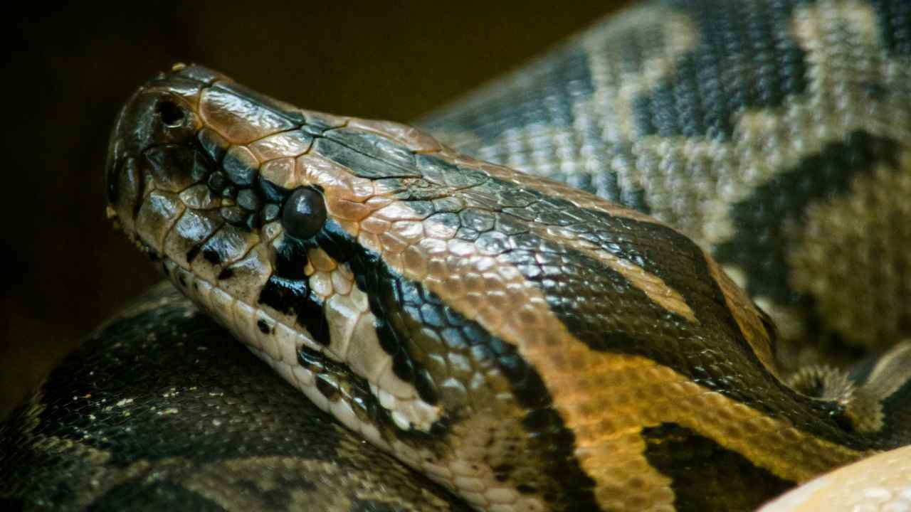 Florida, catturato pitone birmano da record è lungo 6 metri VIDEO