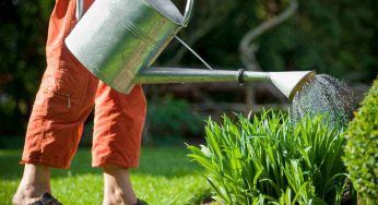 Plant-sitter: si occuperà delle tue piante mentre sei in vacanza