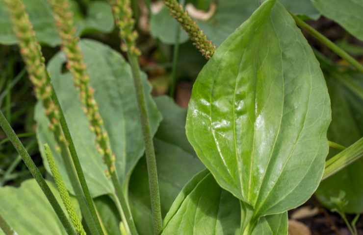 Plantago major proprietà pianta