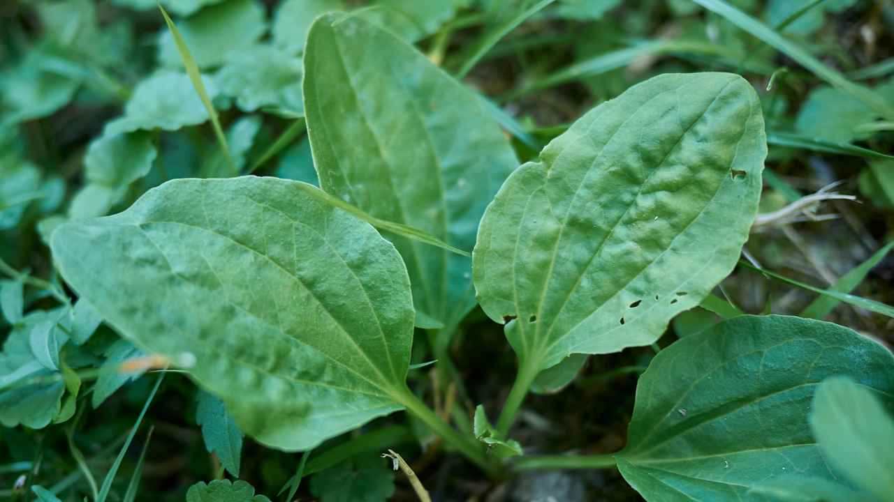 Plantago major pianta curativa