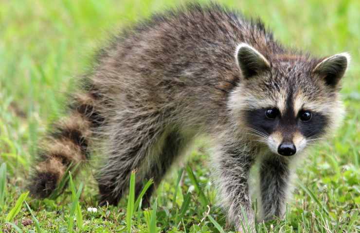 O animal que precisa de ajuda, o episódio perigoso