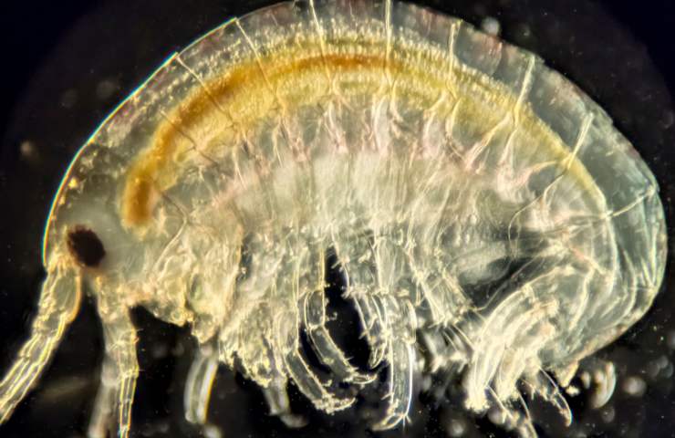 Invasione di pulci di mare sulla spiaggia di Cerveteri