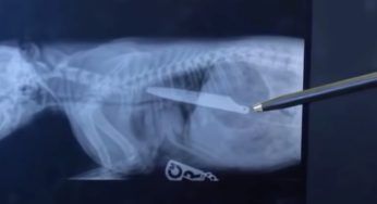 Il cagnolino rischia di morire di una morte atroce: dentro di lui qualcosa di inaspettato