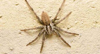 Ragno lupo: cosa fare se ne trovi uno in casa