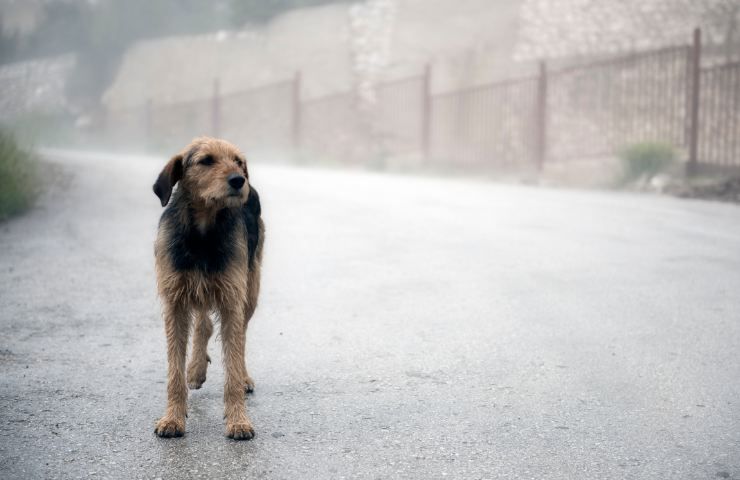 Cane salva neonata tra la spazzatura