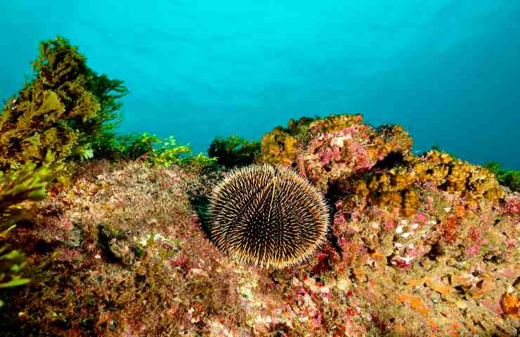 Perché i ricci di mare stanno diminuendo, il motivo gravissimo