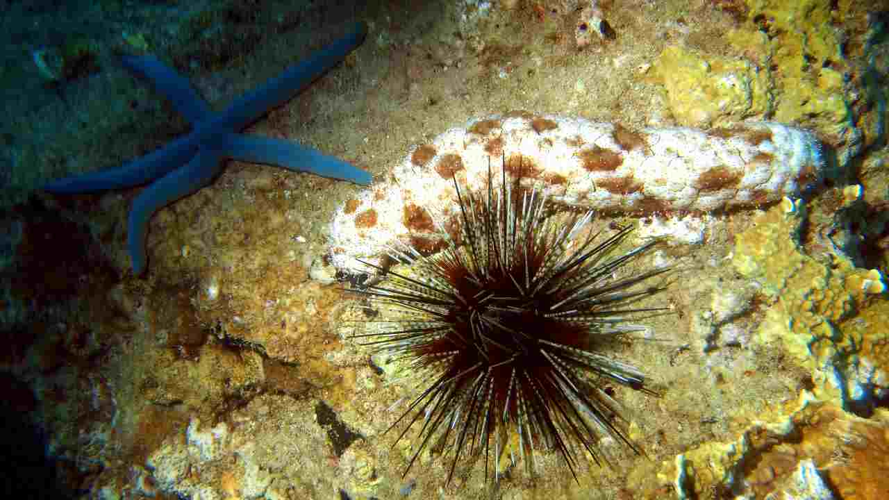 Perché i ricci di mare stanno diminuendo, il motivo gravissimo