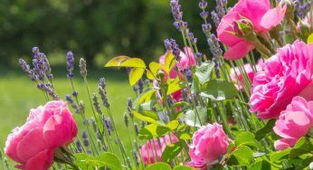 Rose e caldo: i problemi che potrebbe presentare