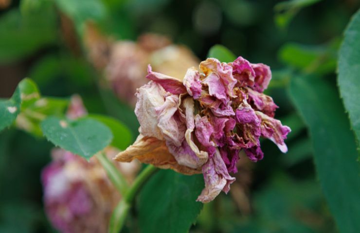 Rose caldo rimedi