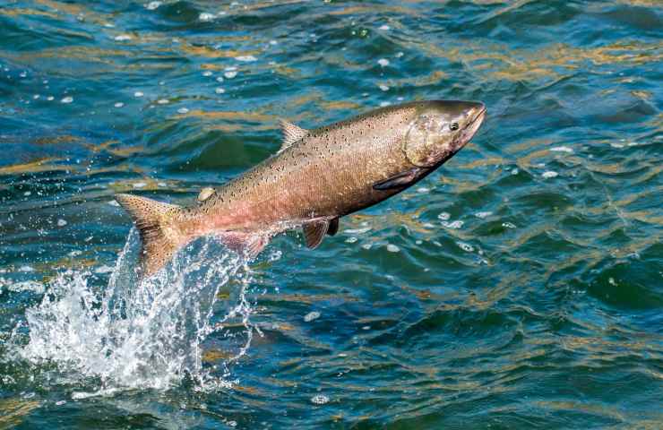 salmone provenienza