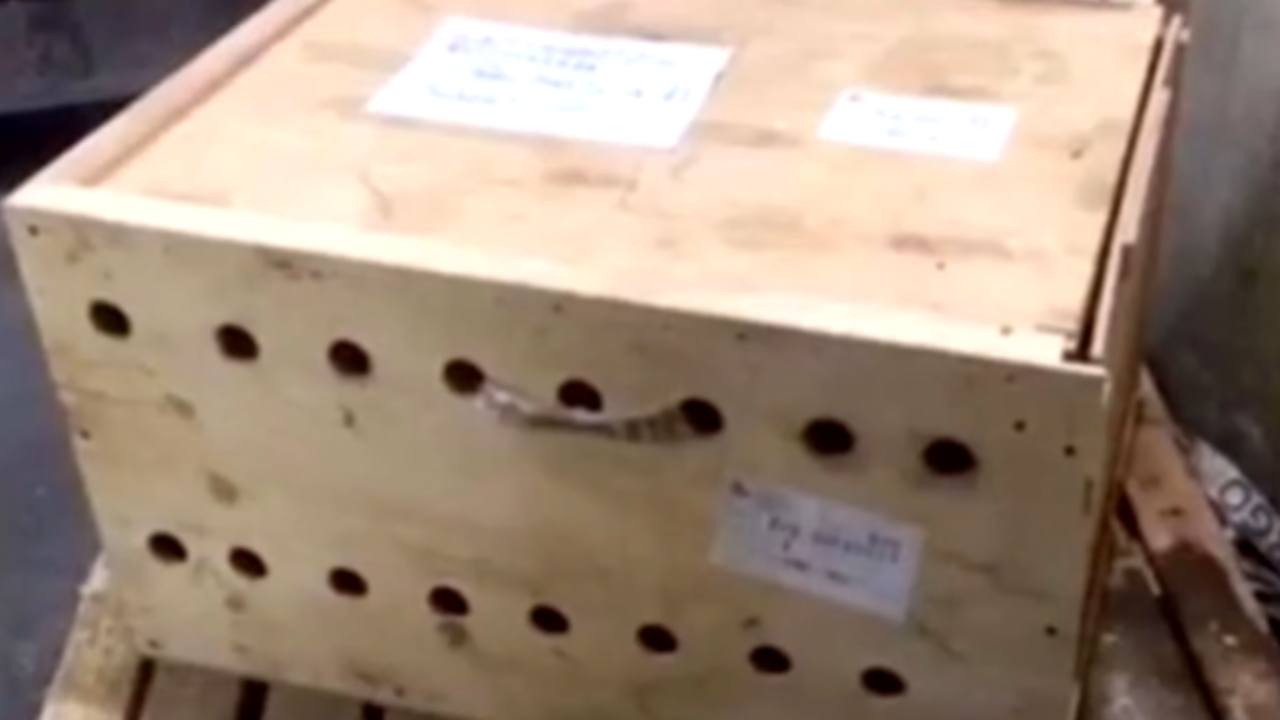 Tre cuccioli di tigre siberiana scoperti in box rimasta in aeroporto
