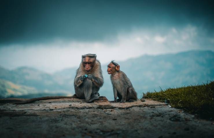 Teoria scimmie ebbre spiegazione nascita coscienza uomo