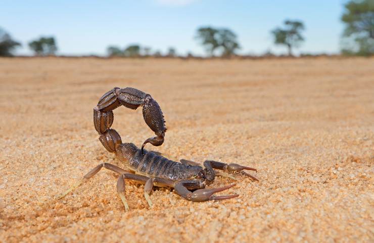 Scorpione sintomi puntura