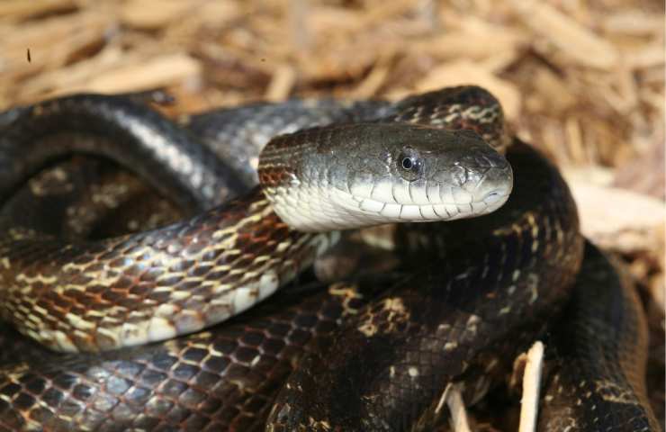 Il serpente sta per attaccare un uomo, il finale è sorprendente