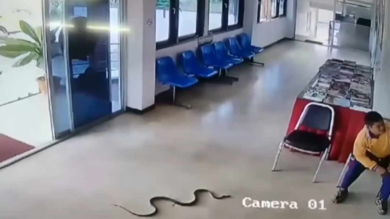 Il serpente sta per attaccare un uomo, il finale è sorprendente