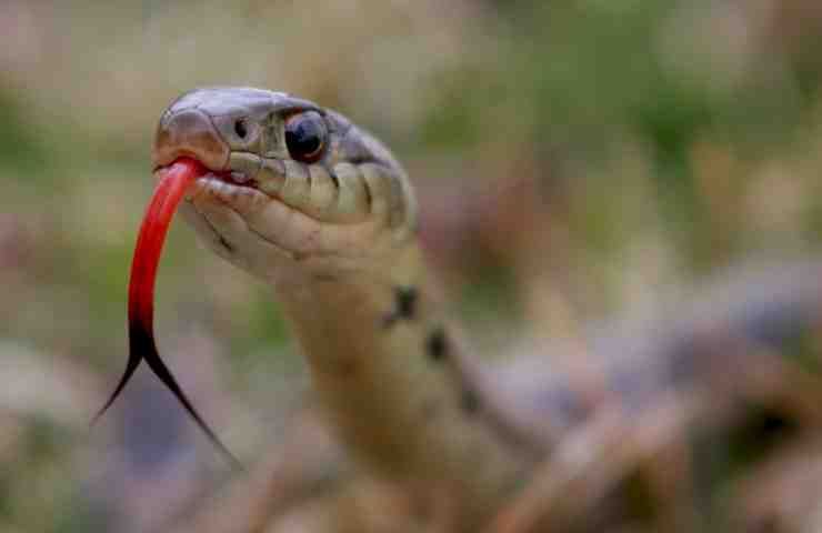 Serpente velenoso