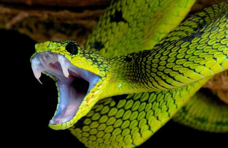 Serpente velenoso