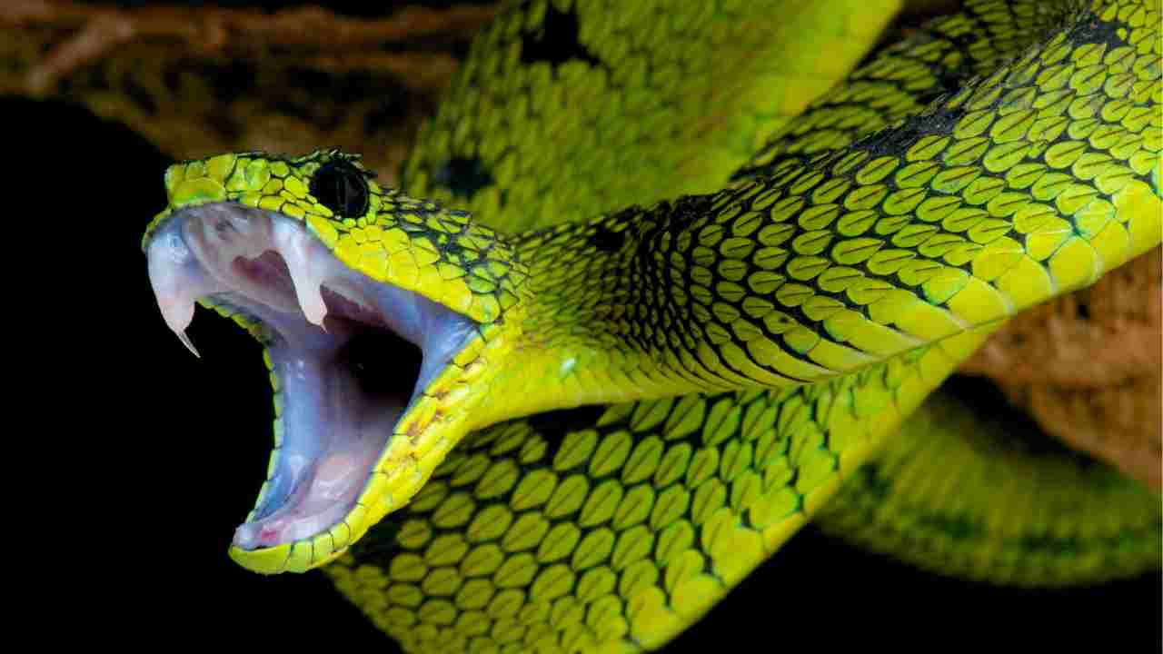 Si viene morsi da un serpente con maggiore frequenza quando fa caldo