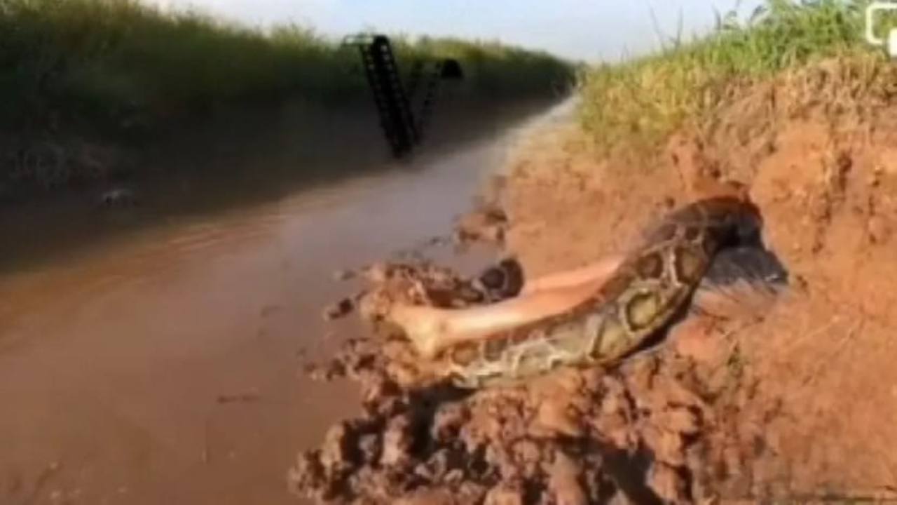 curiosità sui serpenti 