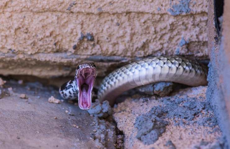 cosa fare contro serpente